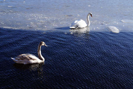 A high angle shot of beautiful white swans swimming in the seaの写真素材
