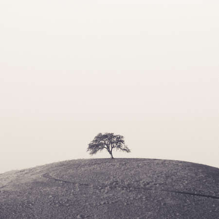 A single oak tree sits on a knob hill.の写真素材