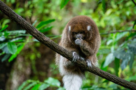 A cute Callicebus monkey sitting on a tree branch with a blurred backgroundの写真素材