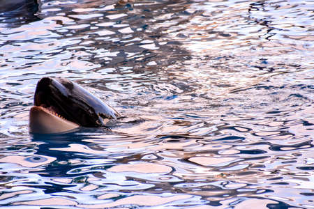 A closeup shot of a killer whale swimming in a clear waterの写真素材