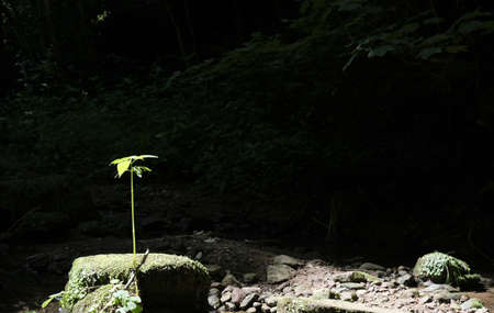 A wide angle shot of a sprout growing in a dark background