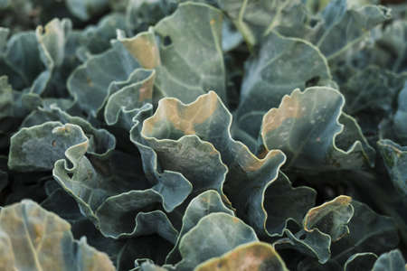 A closeup shot of beautiful green plants - great for a natural wallpaperの写真素材