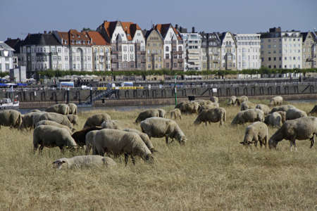 A wide angle shot of livestock grazing on the grass surrounded by buildingsの写真素材