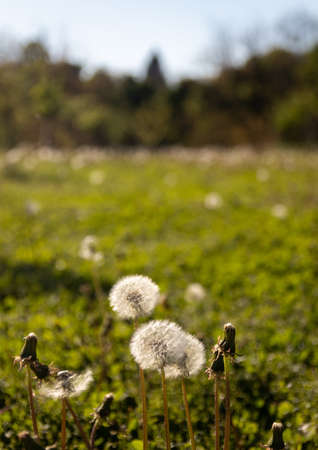A vertical shot of the dandelions in the green field on a sunny dayの写真素材