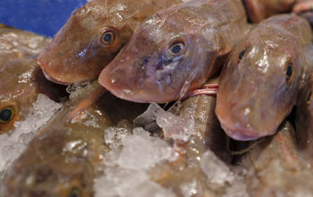 A closeup shot of fishes on ice in a fish market for sale