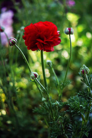 A vertical selective focus shot of a rose under the light shadow