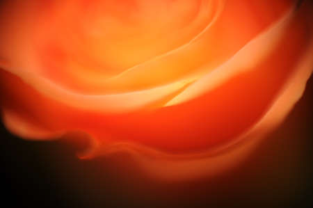 A closeup shot of a mesmerizing beautiful orange roseの写真素材