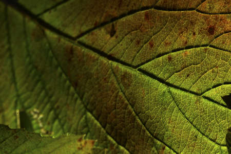 A closeup shot of a green leaf