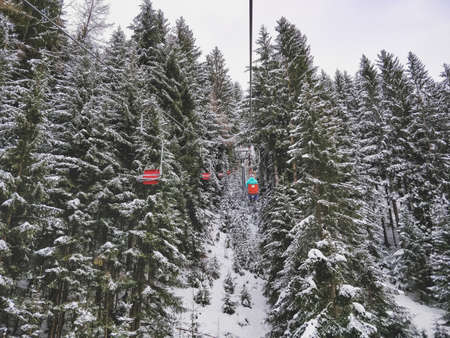 A beautiful shot of a forest full of pine trees with a cloudy sky in winter