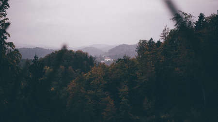A beautiful shot of the woods on a gloomy day with blurred branches in the frontの写真素材