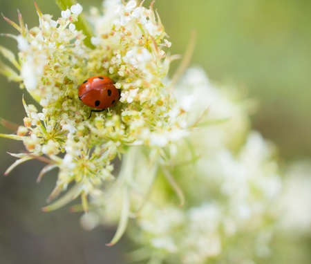 A soft focus shot of a ladybird beetle on white flowersの写真素材