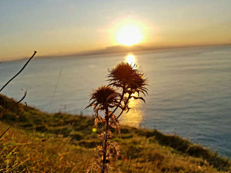 A closeup shot of flowers in the field on the shore during the sunsetの写真素材