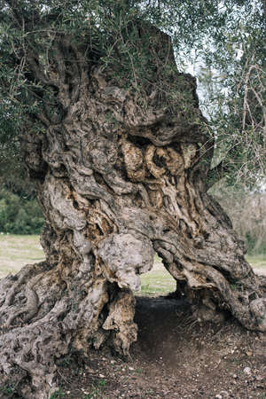 A vertical picture of old tree bark in a field surrounded by greenery with a blurry backgroundの写真素材