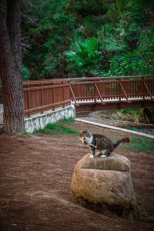 A wide angle shot of a cat standing on the stone behind a parkの写真素材
