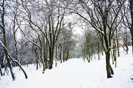 A beautiful shot of a snowy forest full of naked trees