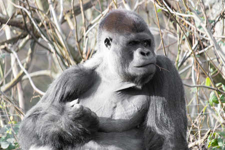 A closeup shot of a gorilla sitting up and making a fist with a twig in his mouth