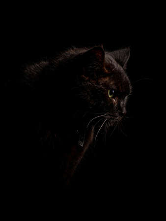 A vertical shot of the black cat in the dark darknessの写真素材