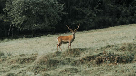 A photo of a deer with a beautiful display of its horns with evergreen trees in the backgroundの写真素材