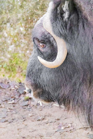 A closeup shot of a muskox head displaying its curved sharp hornsの写真素材