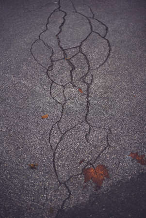 A vertical shot of several red leaves lying on the cracked asphalt