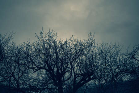 An eerie shot of a silhouette of trees in a field on a gloomy day