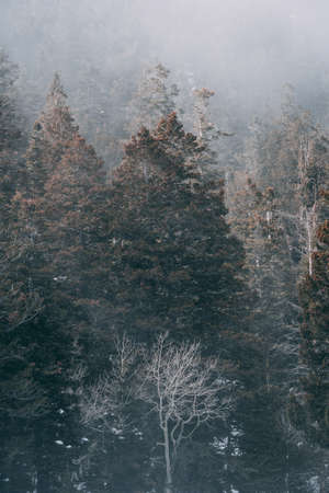 A vertical shot of the tall trees in the foggy forestの写真素材