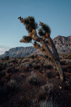 A vertical shot of an exotic tree growing in the hillsの写真素材
