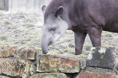 A closeup shot of a tapir picking hay on a stone wallの写真素材