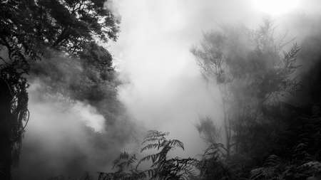 A grayscale shot of trees in the fog