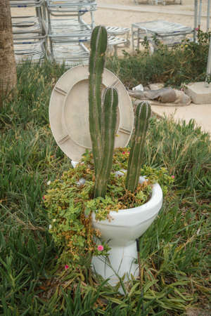 A vertical shot of several plants and cactuses growing inside a white toilet