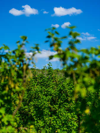 A vertical shot of green trees under a blue sky at daytimeの写真素材