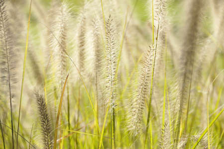 A closeup shot of the Foxtail growing in the wild fields in Missouri