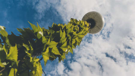 A bottom view shot of a lamp covered in leaves and a cloudy skyの写真素材