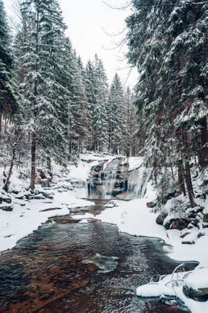 A vertical shot of a forest with tall trees covered with snowの写真素材