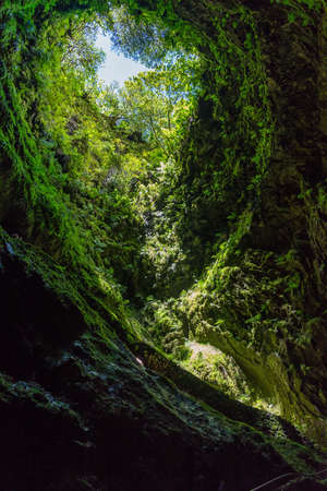 A vertical shot of a forest with trees and stones covered with moss in Terceira, Azores, Portugal