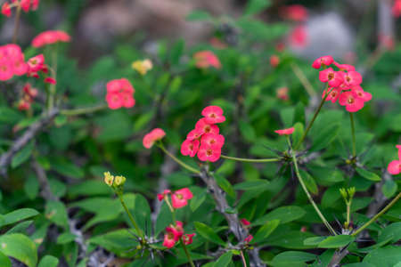 Cute pink flowers called Crown of thornsの写真素材