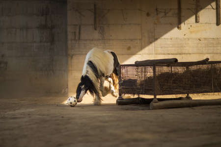 A black and white horse playing with a bole surrounded by walls under the sunlightの写真素材