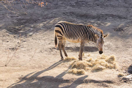 A high angle shot of a zebra eating hay in a zooの写真素材