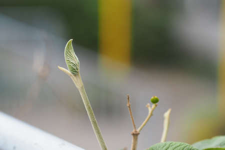 A closeup shot of green sprouts growing during daytime