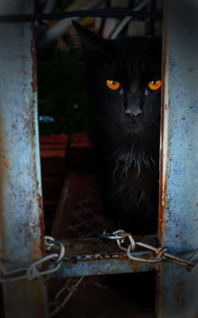 A vertical closeup shot of a black cat with yellow eyes staring at the camera behind the iron fenceの写真素材