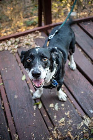 A vertical picture of a Borgi surrounded by leaves under the sunlight with a blurry backgroundの写真素材