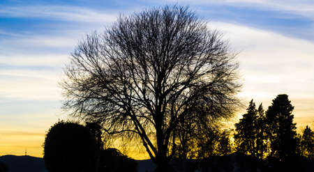 The tree silhouettes under a cloudy sky during the sunset in the evening