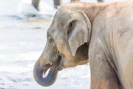 A closeup shot of an elephant drinking water