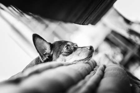 A grayscale shot of a cute dog laying on the couchの写真素材