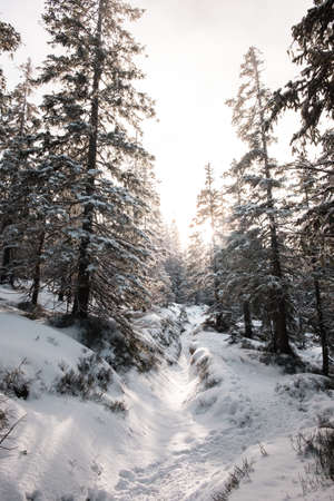 A vertical shot of a forest with tall trees in winterの写真素材