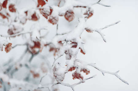 A small tree with orange leaves covered with snowの写真素材