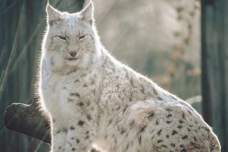 A bobcat sitting tall on a log in a zooの写真素材
