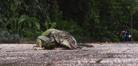A closeup shot of an iguana licking the floor with a curved body positionの写真素材