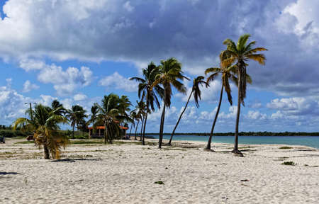 A beautiful sandy beach with palm trees and rocks on a sunny day