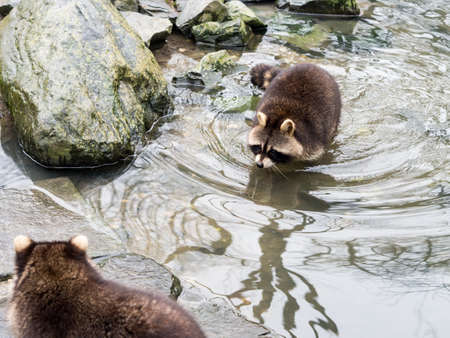 GELSENKIRCHEN, GERMANY - FEBRUARY 11, 2017: A raccoon swimming near a big rock to an other raccoon at Zoom Erlebnisweltの写真素材